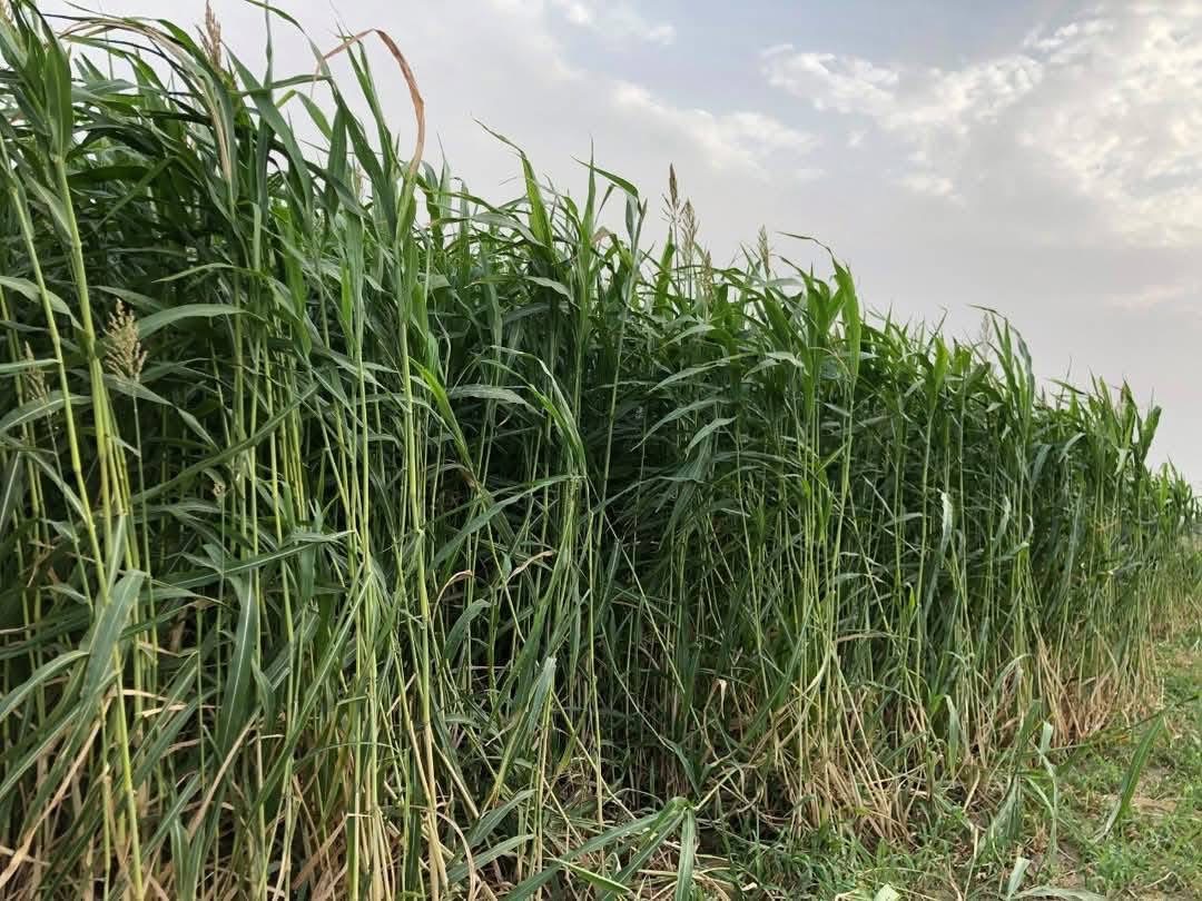 Crop Image