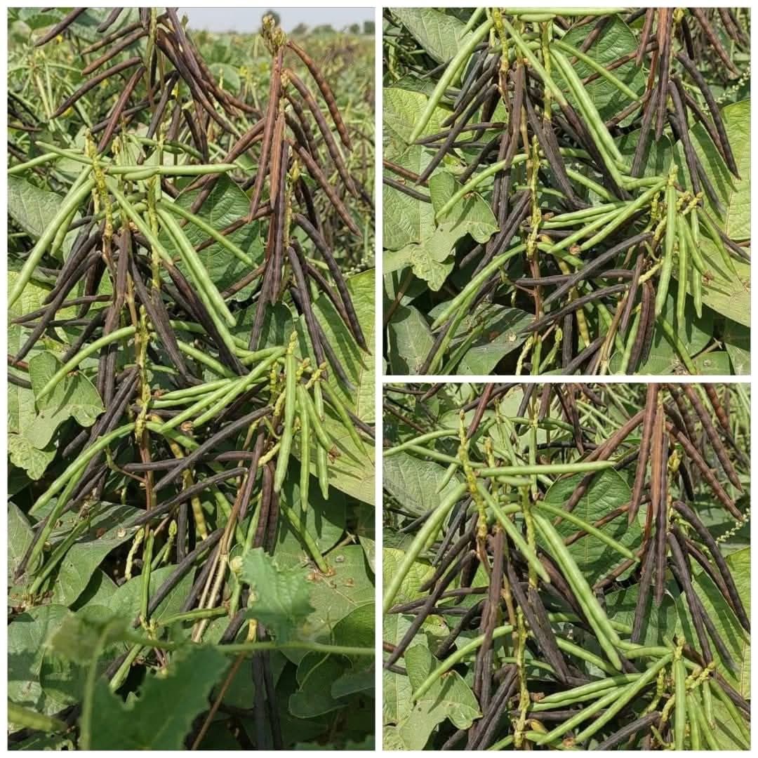 Crop Image