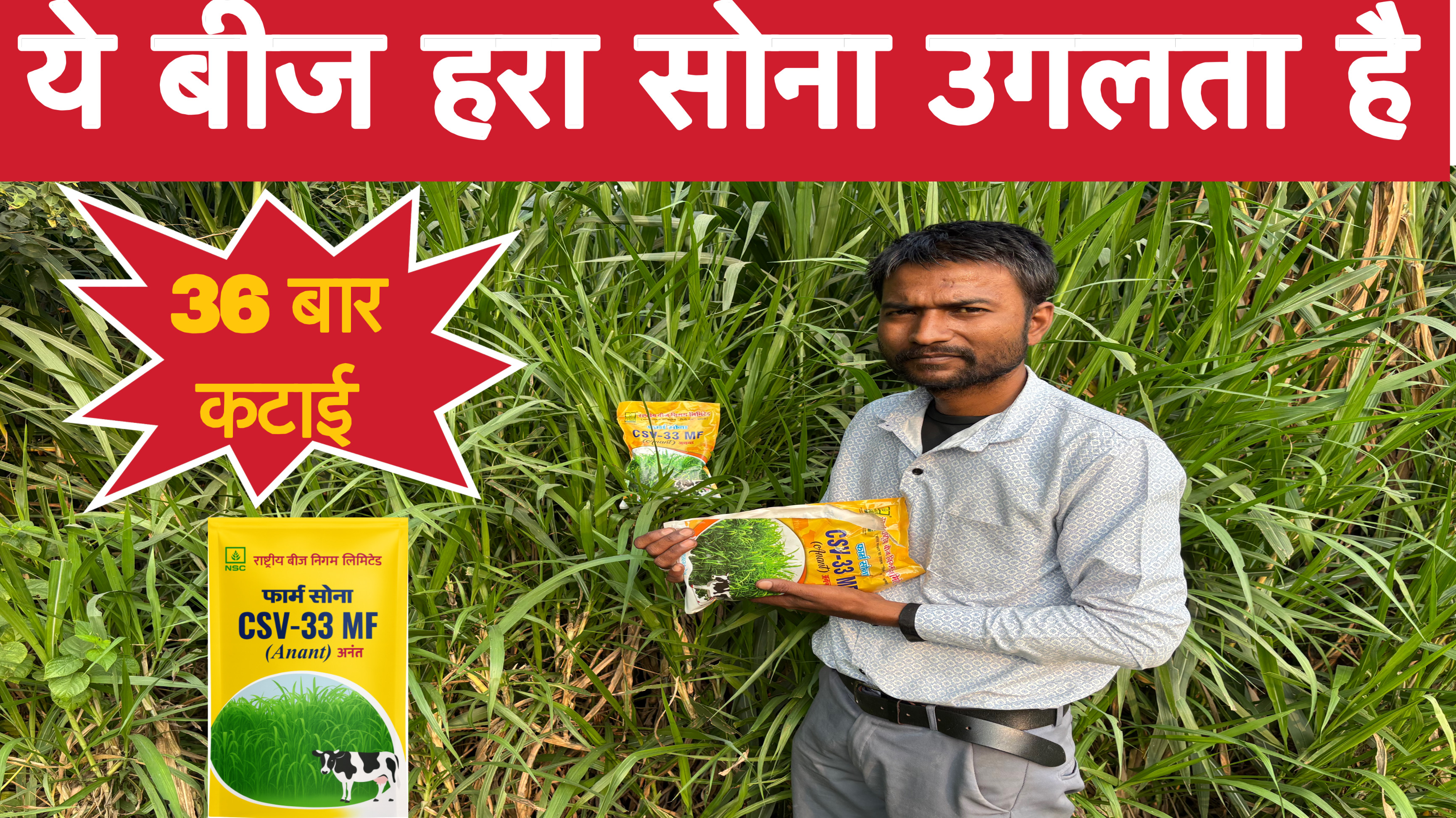 CSV 33 MF सुपर फॉडर वैरायटी: उपज, बुवाई और फायदे Image