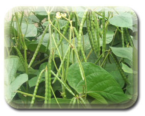 Crop Image