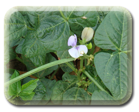 Crop Image
