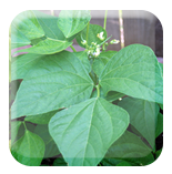 Crop Image