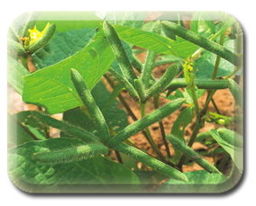 Crop Image