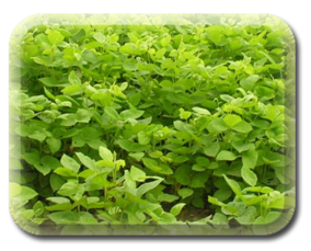 Crop Image