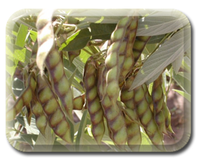 Crop Image