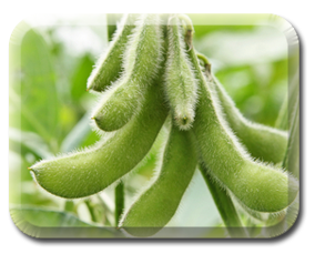 Crop Image